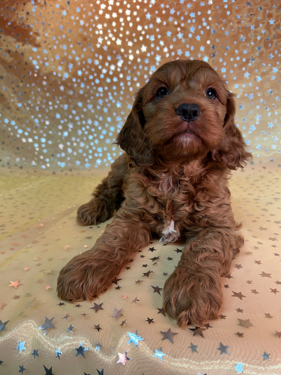 Dark Red Male Cockapoo Puppy for Sale DOB 8-22-2024 $950